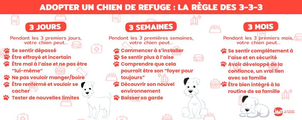 Infographie règle des 3-3-3 de l'adoption d'un chien en refuge