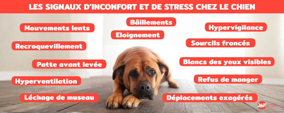 Infographie Les signaux d'inconfort et de stress chez le chien